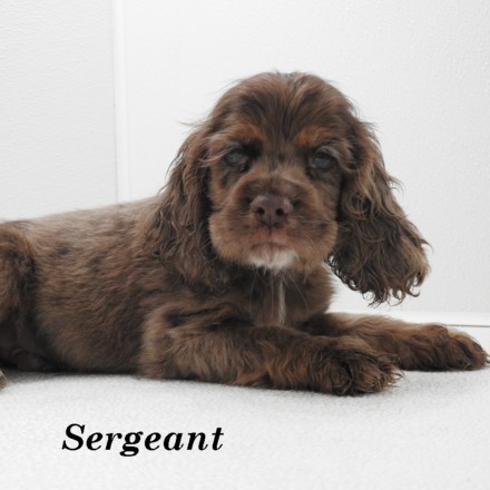 puppy, for, sale, Cocker Spaniel, Joe & Cherri  Overlease, dog, breeder, Miller, MO, dog-breeder, puppy-for-sale, forsale, nearby, find, puppyfind, locator, puppylocator, aca
